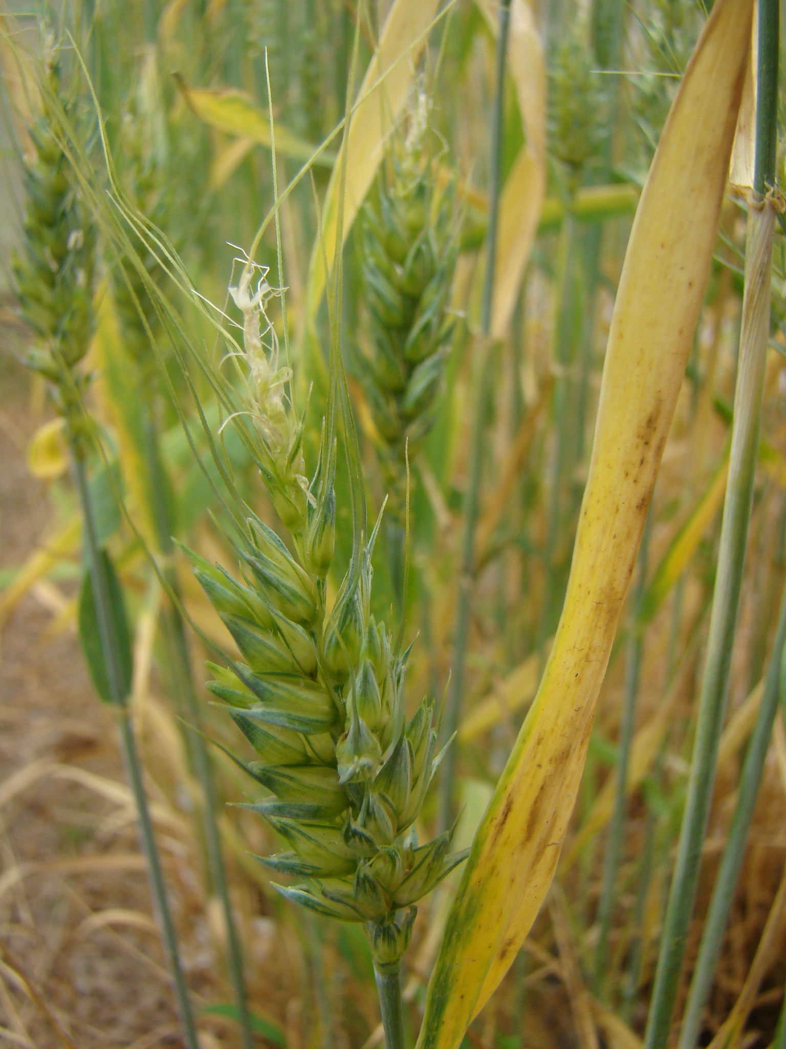 Esterilidade apical em espiga de trigo infectada pelo BYDV